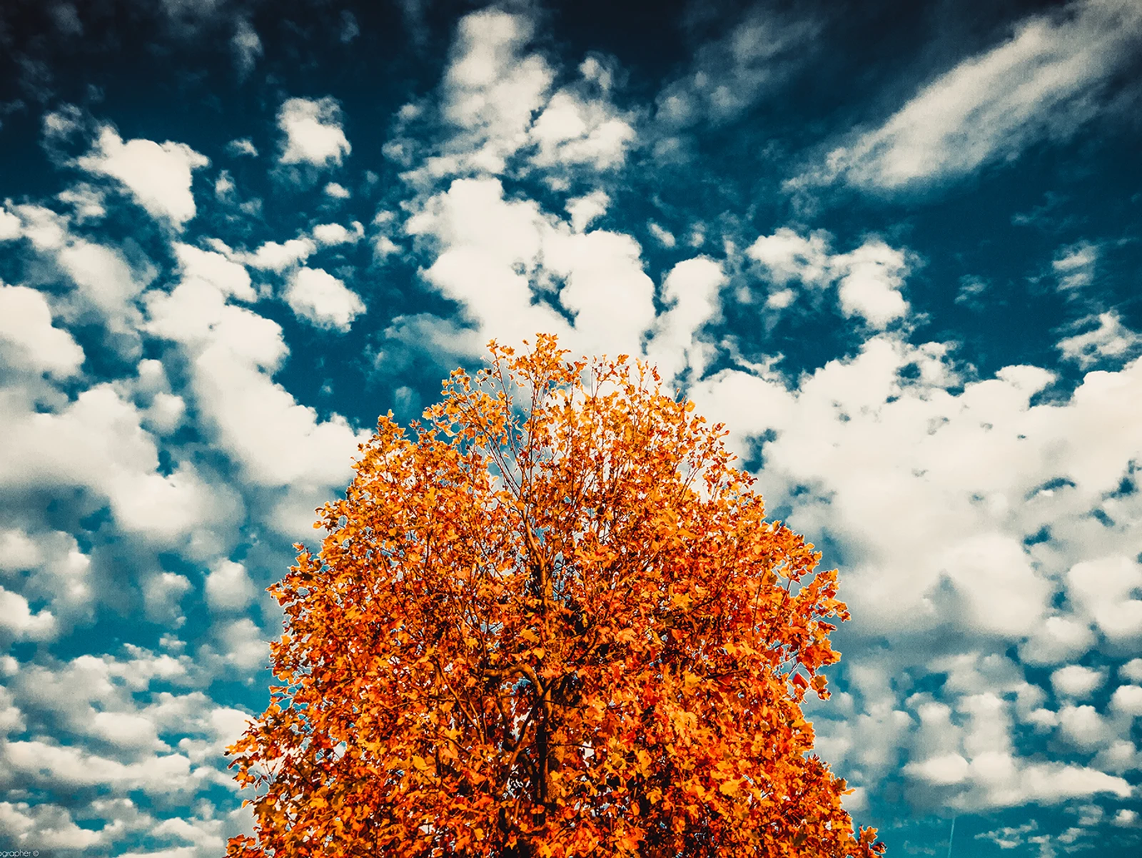L'Autunno : Fotografie, dipinti e poesie.