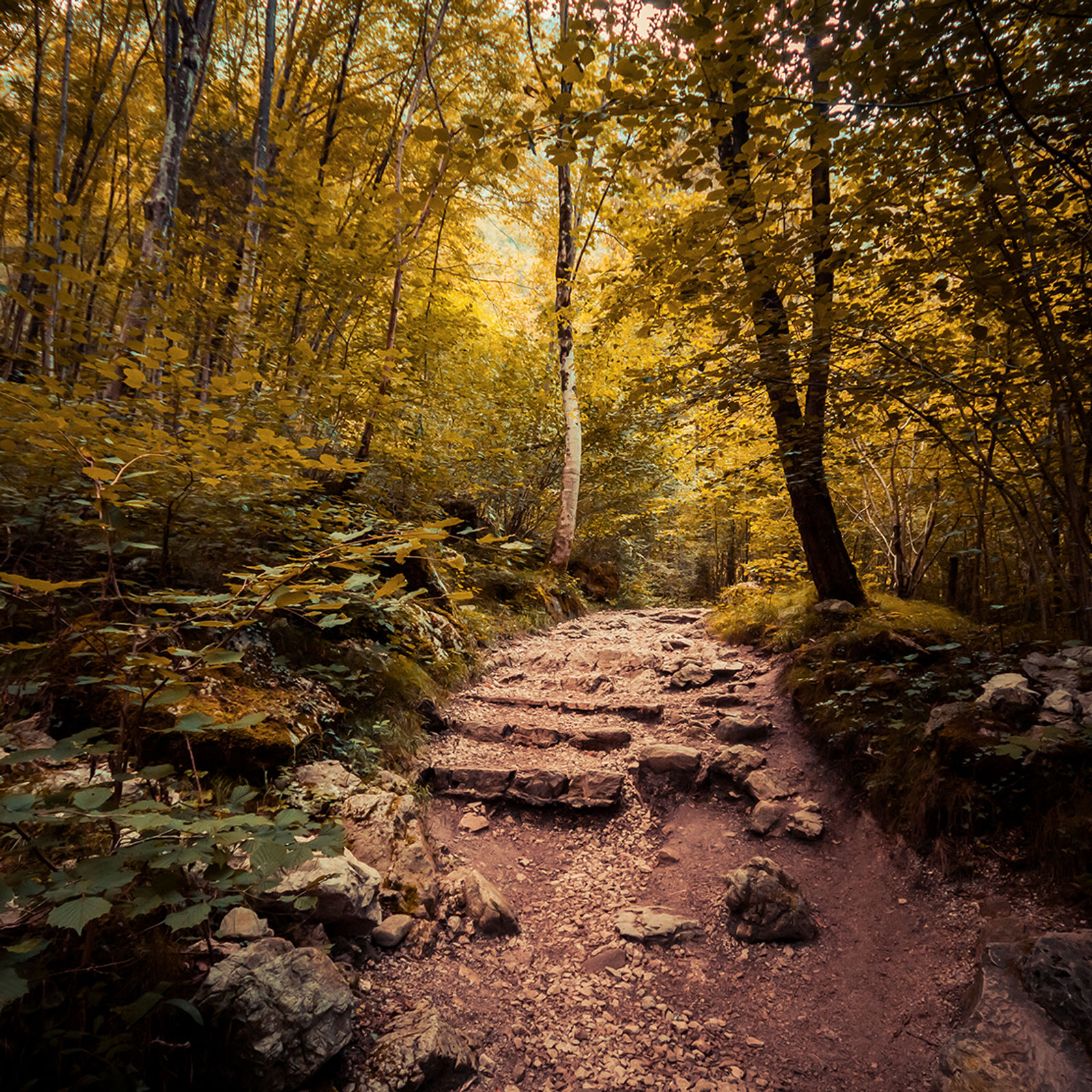 Il bosco e la fotografia - La poesia del silenzio