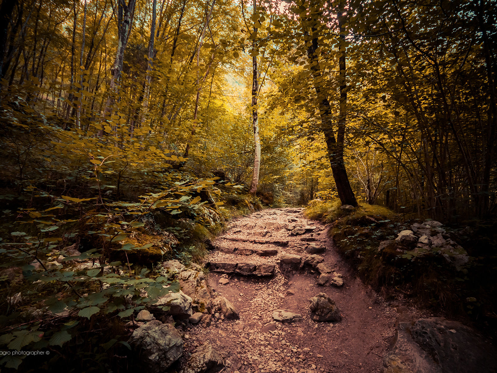 Il bosco e la fotografia - La poesia del silenzio