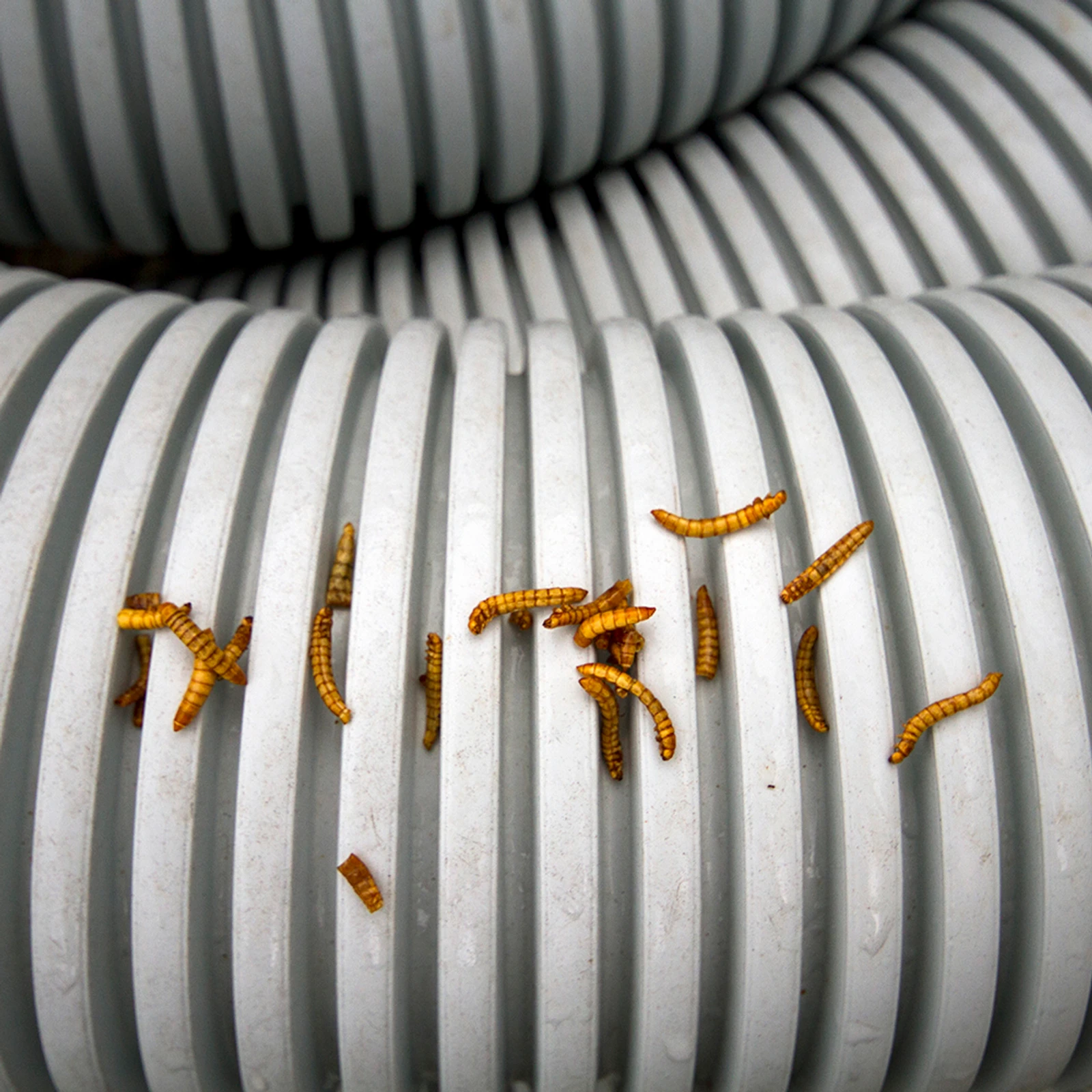 Entofood - Denis Magro