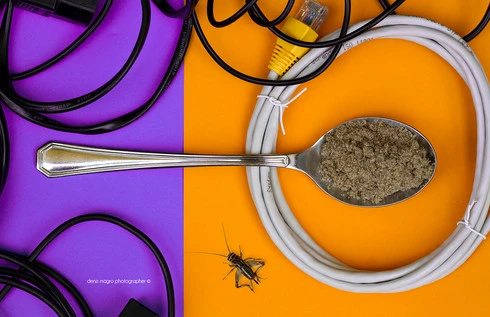 Entofoodvisions