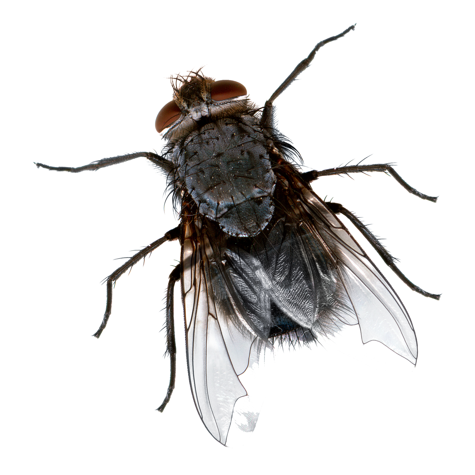 22885-4-flies-transparent-background.png