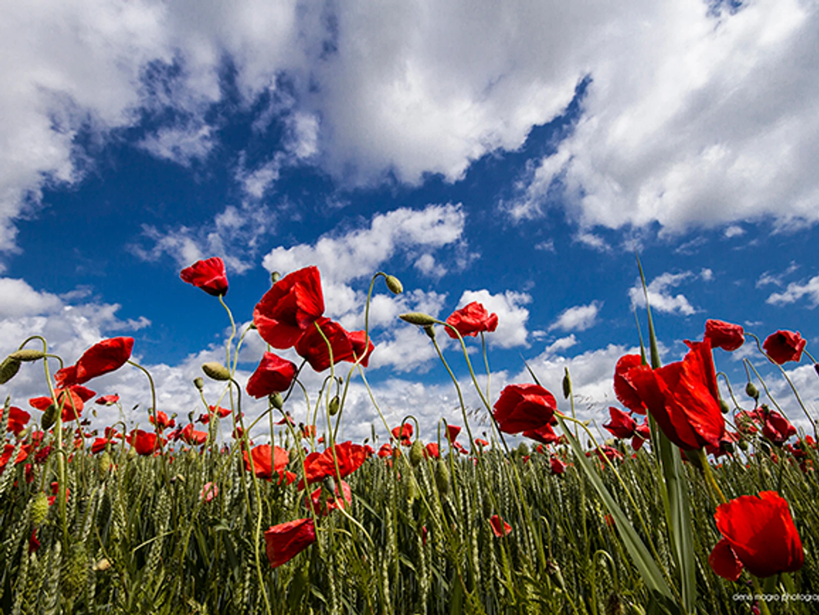 Prima-vera Arte, la Primavera!