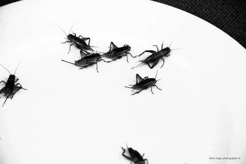 Entofoodvisions