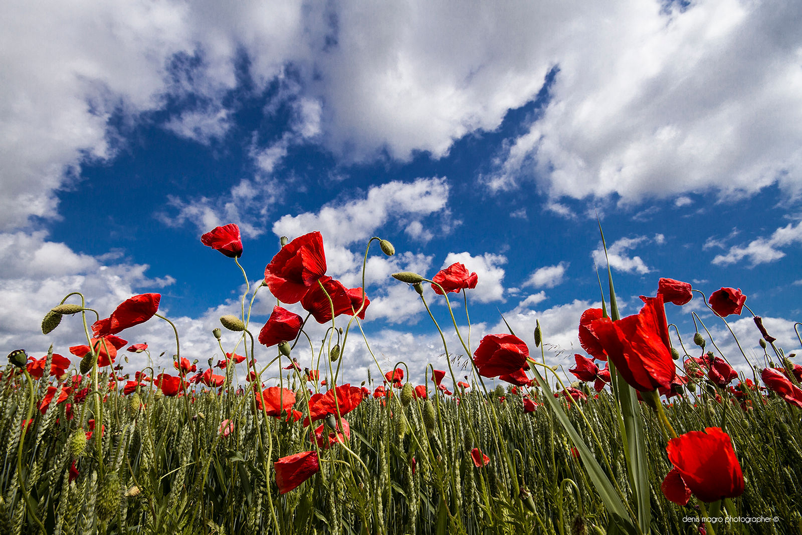 Prima-vera Arte, la Primavera!