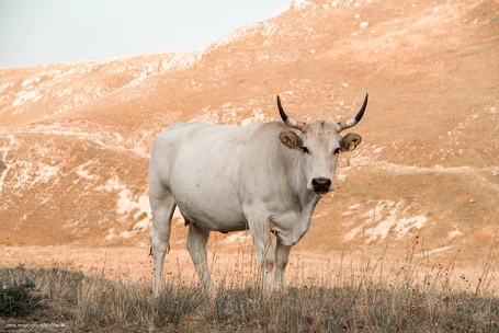 Campo Imperatore
