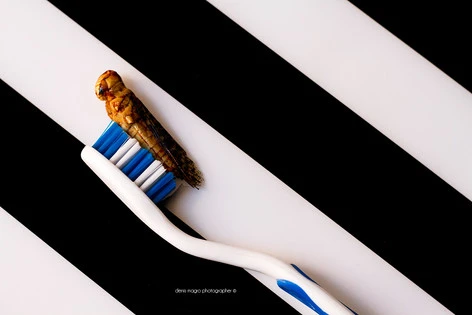 Entofoodvisions